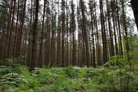 beautiful forest in green grass landscape
