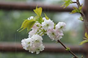 white Plant Cherry Blossoms