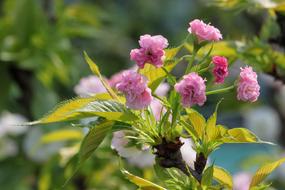 Plant Cherry Blossoms