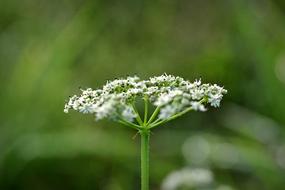 Wild Carrot Flower The Delicacy