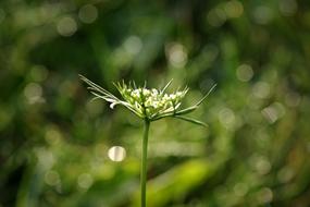 Wild Carrot Flower in nature