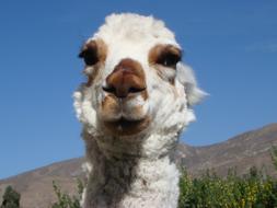 Alpaca Lama Cute