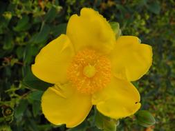 yellow flower bud open