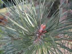 Pine Points Macro