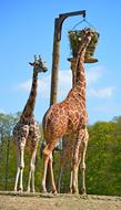 Giraffe Nature