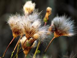 Plant Thistle Nature