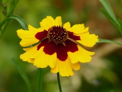 yellow flower with a red landscape pattern