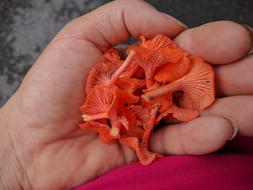 Scarlet Chanterelles in Hand
