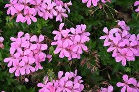Flower Geranium Single Rose Plant