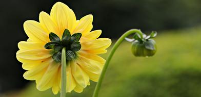 Dahlia Yellow Flower
