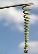 twisted plant on a blue background