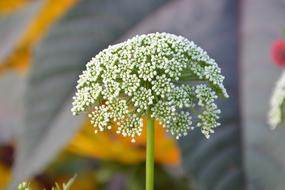 Flower White Green Form Fungus