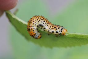 an unusual caterpillar on green grass