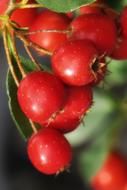 red Apple Fruit Hawthorn