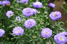 Flowers Aster Blue Plants Purple