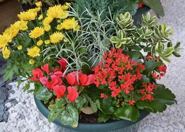Flowers Plants Flowering