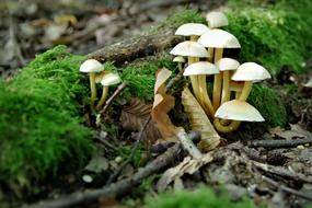 Mushrooms Moss blur macro