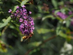 Lilac Purple Garden Wasps