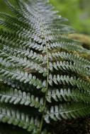 Fern forest macro blur