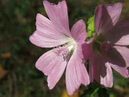 Flower Plant Nature Wild