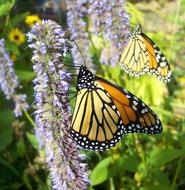 Monarchs Flowers