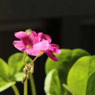 Flower Flowers Plant