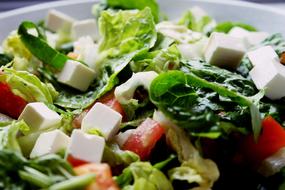 fresh salad with cheese