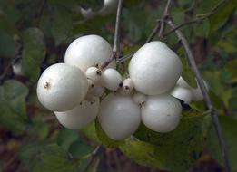 Snow Berry Fruit Bang