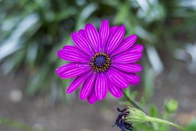 Linda Flower Nature Plant