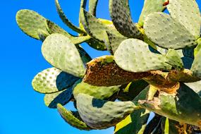 Prickly Pear Cactus Fatty Plant
