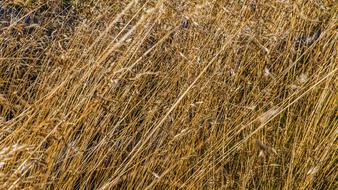 Grasses Macro Close Up View