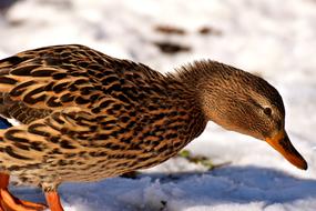 Duck Mallard Snow
