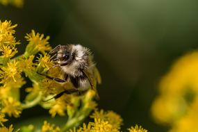 Bee Nectar Pollination