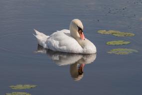 Swan Mirroring Lake