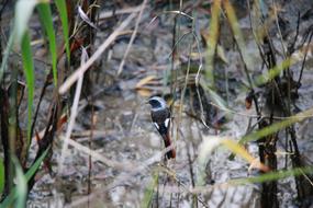 Bird Grass