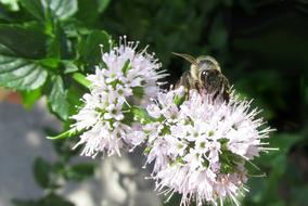 Honey Bee and white flowers in summer
