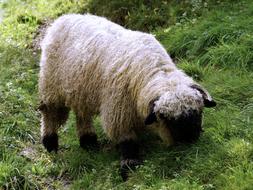Black Nosed Sheep Valais