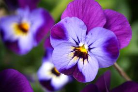 Violet Flower Nature
