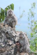 Monkey Nature Animals