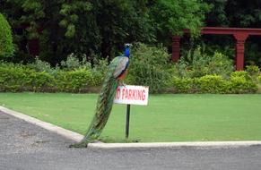 peacock on a no parking sign, bhavnagar, india