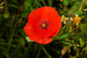 Blossom Bloom Poppy Flower