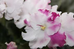 Flower African Violet Blossoms