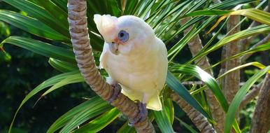 Nature Tropical Wildlife