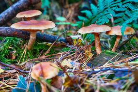 Forest Autumn Mushroom