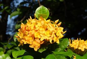 Ixora Flower Jungle Flame