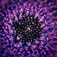 purple Gerbera Composites