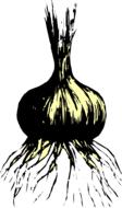 drawing of an onion with roots