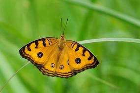 yellow Butterfly Insect at Nature