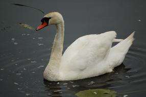 A white swan in a lake landscape is beautiful