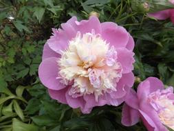 Peony Flower Blossom